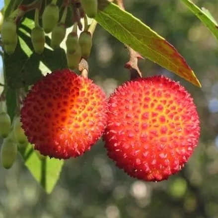 The Strawberry Tree